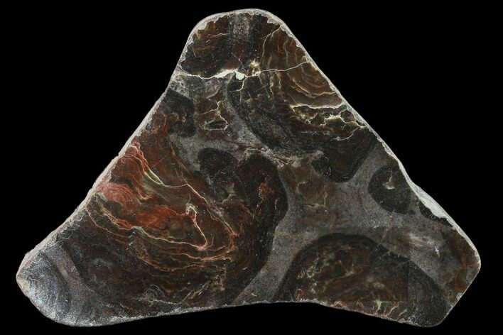 4" Polished Stromatolite (Acaciella) From Australia - 800 MYA